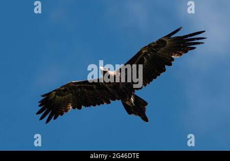 Le magnifique Eagle à queue de Wedge en vol dans le Queensland, en Australie. Banque D'Images