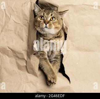 Un chat britannique gris à oreilles droites adulte piquant dans un trou de papier brun Banque D'Images