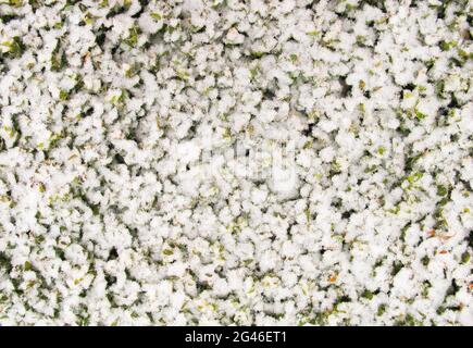 Neige fraîchement tombée sur les feuilles de la plante dans le jardin. Texture background christmas time Banque D'Images