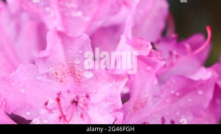 Mise au point douce, arrière-plan floral abstrait, pétales roses de fleurs de rhododendron avec gouttes de rosée. Macro fleurs toile de fond pour la marque de vacances Banque D'Images