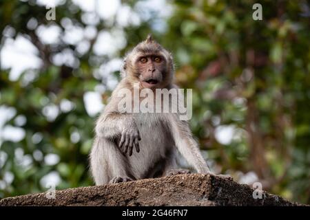 Photo sélective d'un macaque sur le rocher dans la nature Banque D'Images