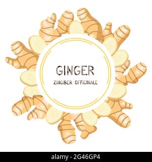 Gingembre. Cadre avec des racines de gingembre et des tranches. Illustration vectorielle isolée sur fond blanc. Étiquette du produit portant le nom latin zingiber officinale. Illustration de Vecteur