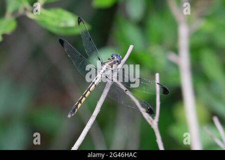 Une grande écumoire bleu immature (Libellula vibrans) perchée sur une branche. Banque D'Images