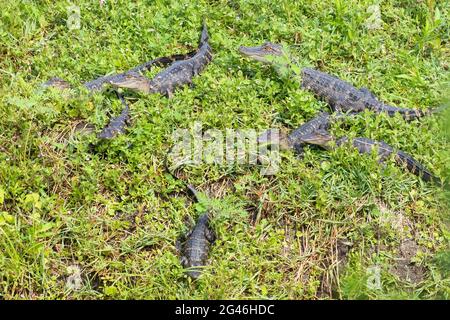 Un groupe de petits alligators américains (Alligator mississippiensis) perchés sur le rivage. Banque D'Images