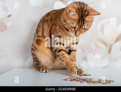 Le chat Bengale compte les pièces d'or et d'argent. Chat riche. Banque D'Images