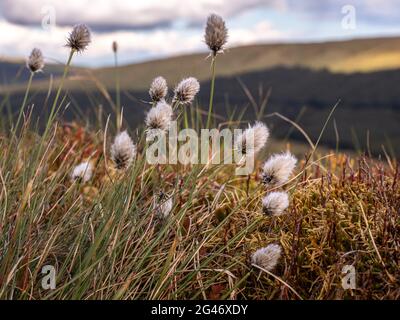 Le coton-herbe commun est connu comme les têtes de graines blanches et moelleuses qui ponctuent nos landes et serments bruns, boggy au printemps Banque D'Images