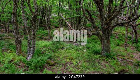 Les bouleaux jaunes (Betula alleghaniensis) poussent parmi les fougères dans la forêt du parc national de Grayson Highlands, dans le sud-ouest de la Virginie, à la mi-juin. Banque D'Images