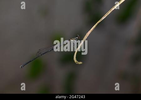 Black Threadtail Damselfly, Prodasineura autumnalis, sur tige, Klungkung, Bali, Indonésie Banque D'Images