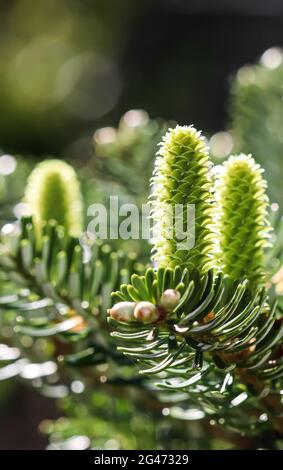 Branche de sapin coréen avec de jeunes cônes après la pluie dans un jardin de printemps sur fond flou