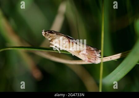 Museau Moth, sous-famille Phycitinae, sur feuille, Saba, Bali, Indonésie Banque D'Images