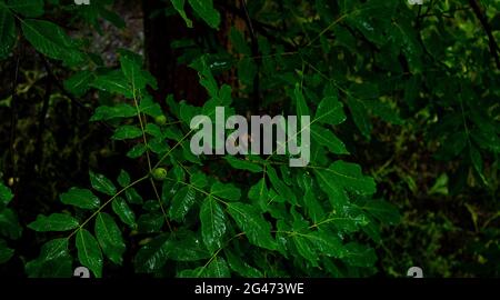 Vue de dessus, feuilles vertes et fruits de noyer en journée de pluie Banque D'Images