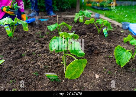 Jardinage plantation de Cocobbers en Basse-Bavière en Allemagne Banque D'Images