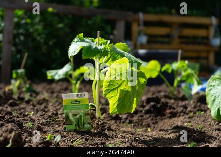 Jardinage plantation de Cocobbers en Basse-Bavière en Allemagne Banque D'Images