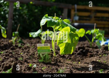 Jardinage plantation de Cocobbers en Basse-Bavière en Allemagne Banque D'Images