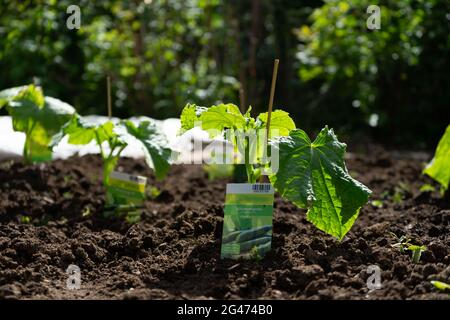 Jardinage plantation de Cocobbers en Basse-Bavière en Allemagne Banque D'Images