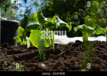 Jardinage plantation de Cocobbers en Basse-Bavière en Allemagne Banque D'Images