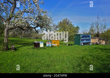 Ruches d'abeilles, apiculteurs et tas de bois de chauffage dans un pré de verger Banque D'Images