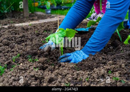 Jardinage plantation de Cocobbers en Basse-Bavière en Allemagne Banque D'Images