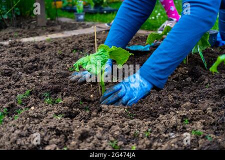 Jardinage plantation de Cocobbers en Basse-Bavière en Allemagne Banque D'Images