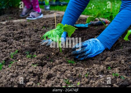 Jardinage plantation de Cocobbers en Basse-Bavière en Allemagne Banque D'Images