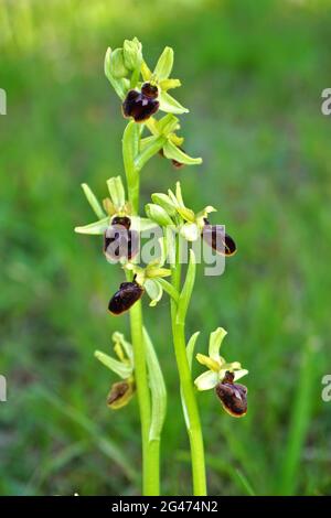 Orchidée araignée précoce, petite orchidée araignée Banque D'Images