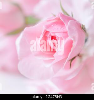 Belle rose rose avec gouttes d'eau sur marbre blanc. Peut être utilisé comme arrière-plan. Mise au point douce. Style romantique Banque D'Images