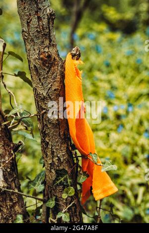 Robe déchirée d'orange attrapée sur un arbre dans une forêt Banque D'Images