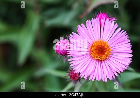 Belles fleurs roses d'aster d'automne dans le jardin Banque D'Images