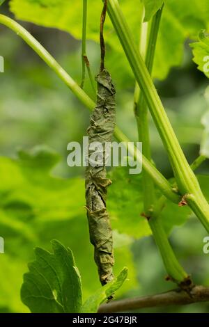 la feuille de grapevine enroulée en forme de cigare par le coléoptère à feuilles Banque D'Images