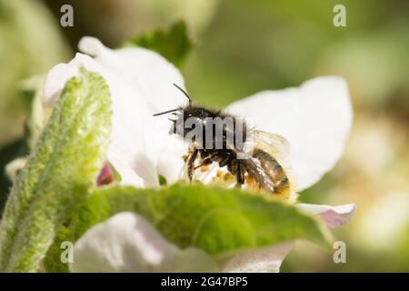 Image macro d'une abeille sauvage de l'espèce abeille européenne de verger (Osmia cornuta) assise sur une fleur de pomme Banque D'Images