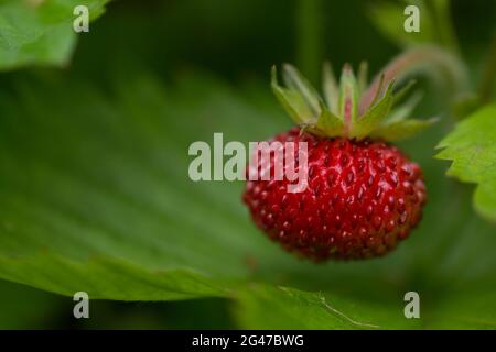 Photo macro d'une fraise sauvage mûre ou d'une fraise de bois sur une plante accrochée à une feuille verte Banque D'Images
