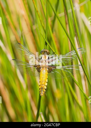 Libellule de chase à corps large femelle sous le soleil d'été au milieu du pays de Galles Banque D'Images