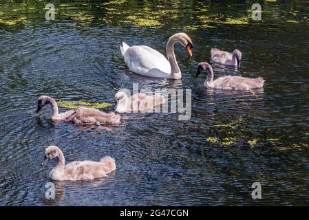Famille des cygnes. Banque D'Images