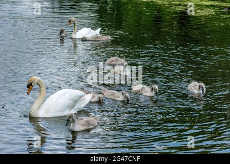 Famille des cygnes. Banque D'Images
