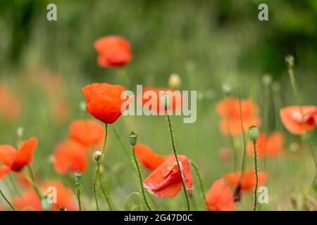 Champ de coquelicot rouge Banque D'Images