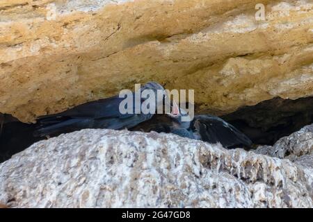 WESTERN Jackdaw, Coloeus monedula, nourrissant sa poussette dans le nid Banque D'Images