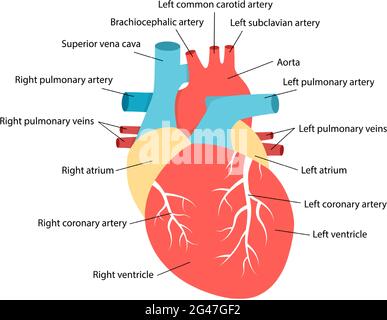 Anatomie cardiaque avec descriptions. Schéma pédagogique avec illustration d'organe interne humain. Illustration de Vecteur