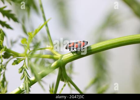 Gros plan d'un Froghopper rouge et noir / Spittlebug / Cercopsis vulnerata Banque D'Images