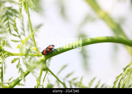 Gros plan d'un Froghopper rouge et noir / Spittlebug / Cercopsis vulnerata Banque D'Images