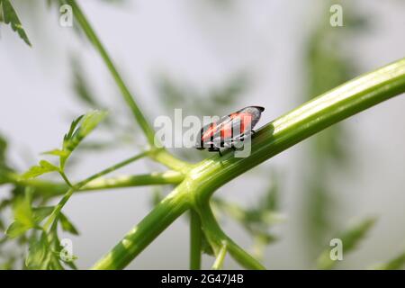 Gros plan d'un Froghopper rouge et noir / Spittlebug / Cercopsis vulnerata Banque D'Images