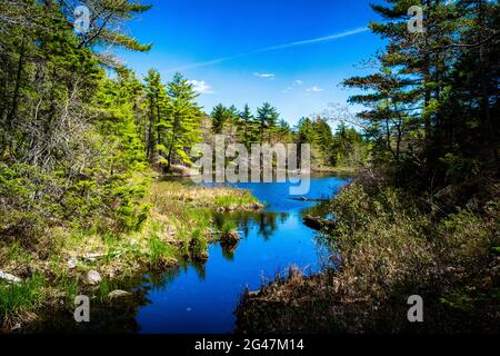 Le lac Charlies dans la nature sauvage sont des lacs de cove de bouleau montitien bleu Banque D'Images