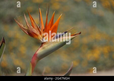 Oiseau de Paradis fleur à Chypre Banque D'Images