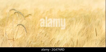 Épis d'orge mûrs dans un champ, panorama avec espace de copie Banque D'Images