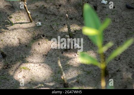 Un petit crabe blanc appelé crabe Semaphore blanc (Ilyoplax delsmani) sur les vasières de la forêt de mangrove, forêt tropicale de Tanjung Piai, Malaisie Banque D'Images