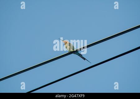 Un bel oiseau coloré appelé l'abeille bleu-queue eater assis et regardant ou perching à partir d'un câble électrique avec fond bleu ciel Banque D'Images