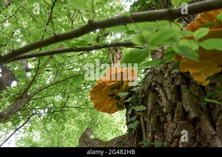 Gros plan d'une pile de teinture jaune de soufre qui pousse sur un arbre pourri dans une forêt Banque D'Images