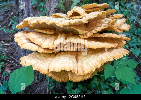 Gros plan d'une pile de teinture jaune de soufre qui pousse sur un arbre pourri dans une forêt Banque D'Images