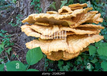 Gros plan d'une pile de teinture jaune de soufre qui pousse sur un arbre pourri dans une forêt Banque D'Images