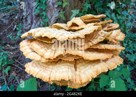 Gros plan d'une pile de teinture jaune de soufre qui pousse sur un arbre pourri dans une forêt Banque D'Images