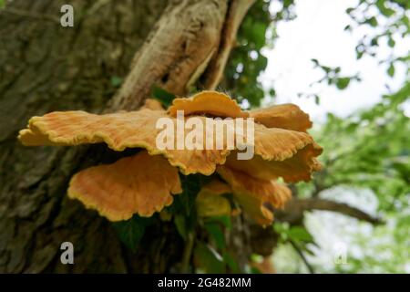 Gros plan d'une pile de teinture jaune de soufre qui pousse sur un arbre pourri dans une forêt Banque D'Images